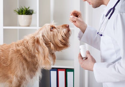 cão a receber medicamento cão a receber medicamento