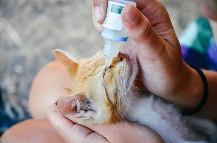 gato a receber tratamento gato a receber tratamento