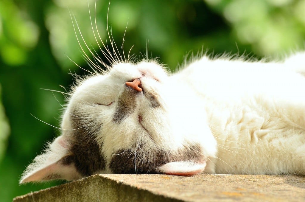 gato a descontrair no exterior gato a descontrair no exterior