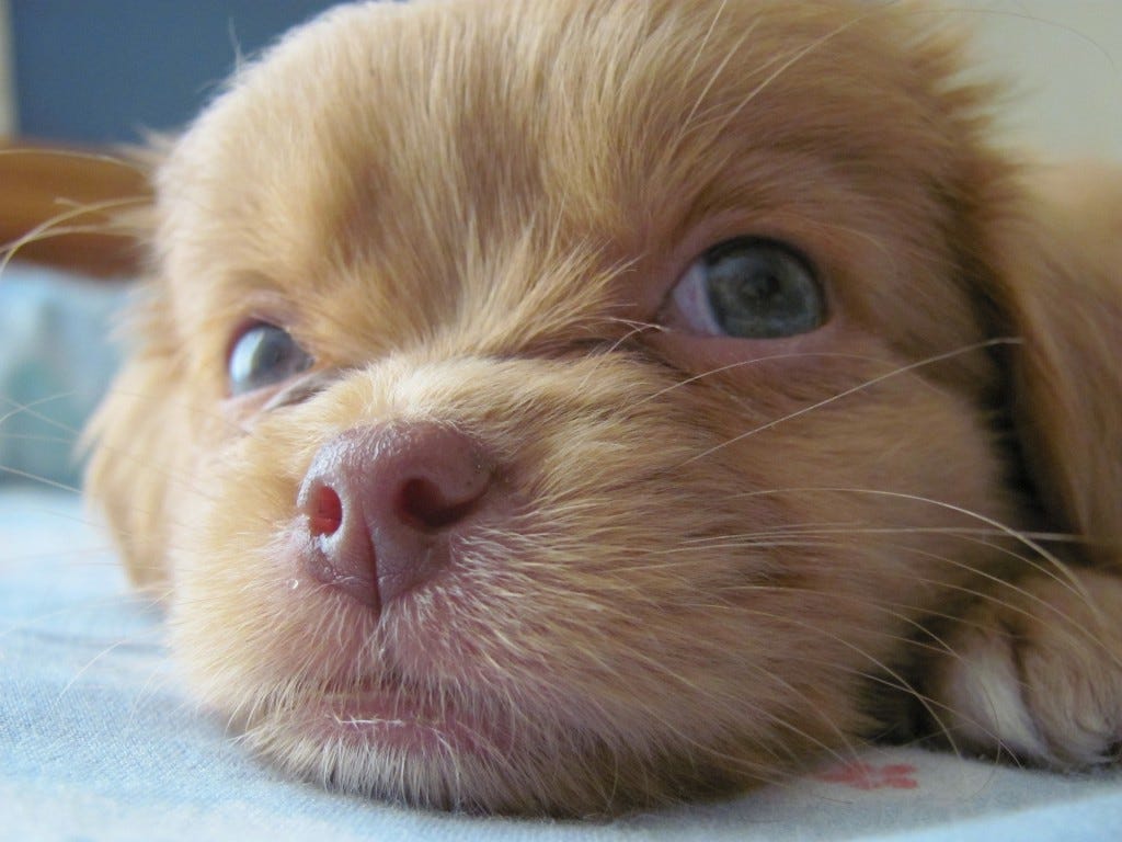 cão bebé cão bebé