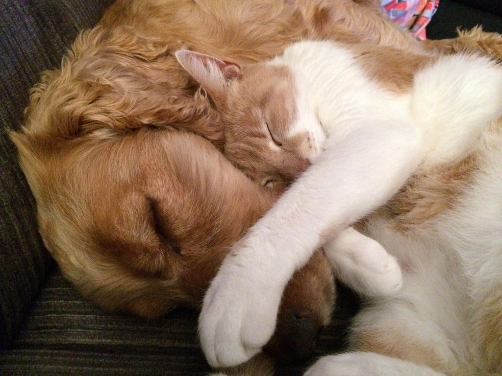 animais de estimação a dormir animais de estimação a dormir