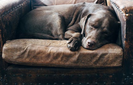 cão a dormir cão a dormir
