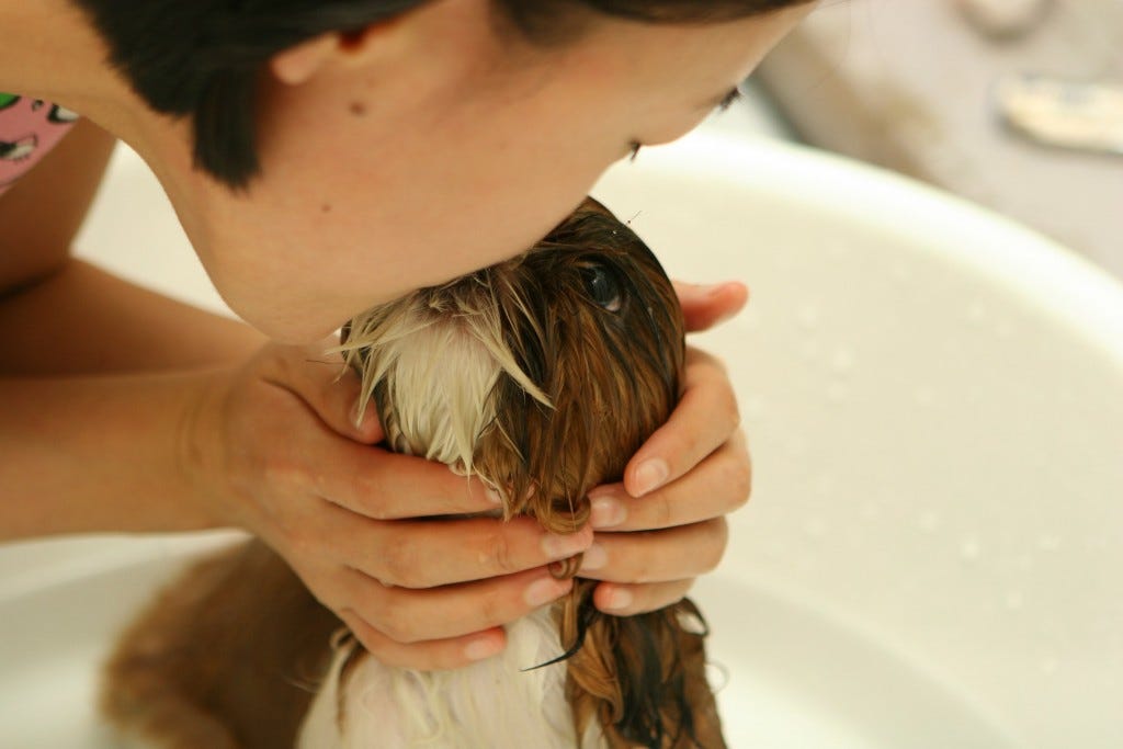 pessoa a dar banho a um cão ou gato pessoa a dar banho a um cão ou gato