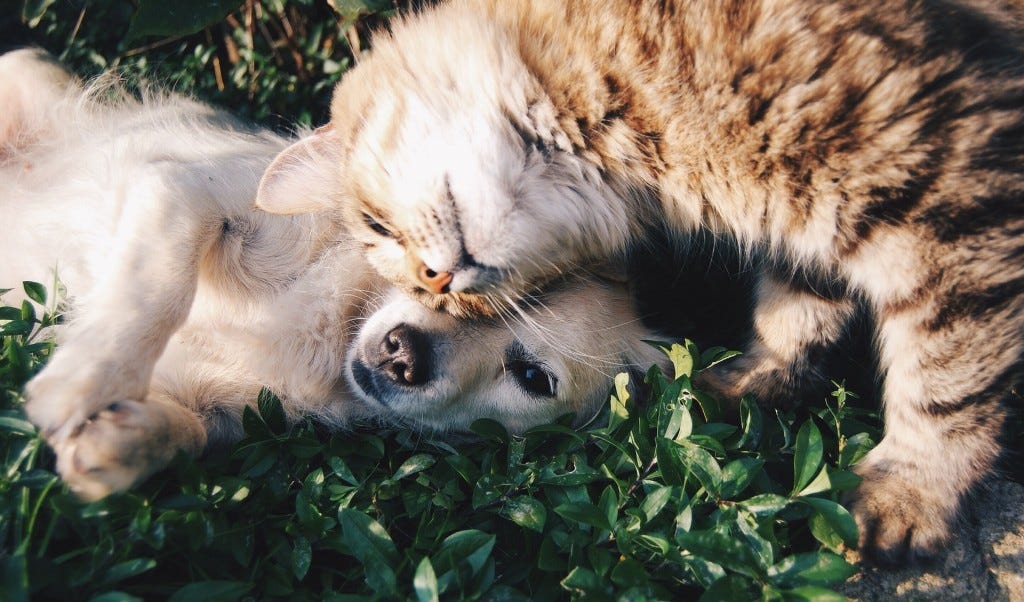 cão e gato em carinho cão e gato em carinho