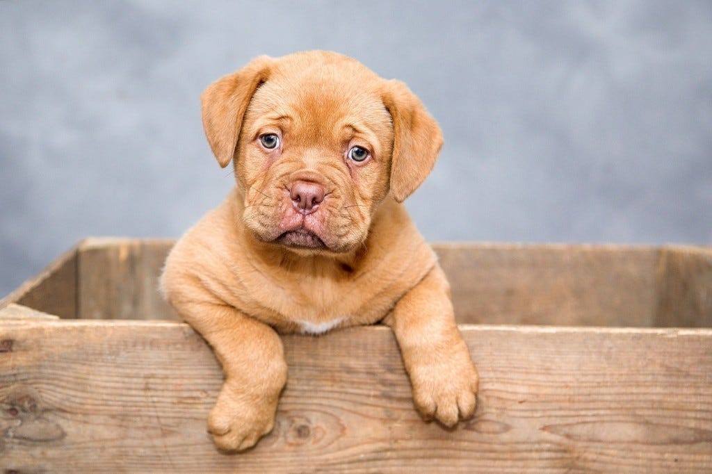 cão com peso a mais cão com peso a mais