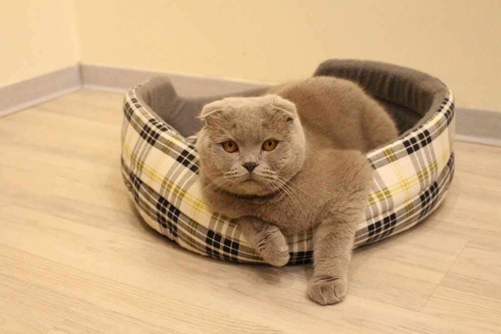 gato na sua cama gato na sua cama