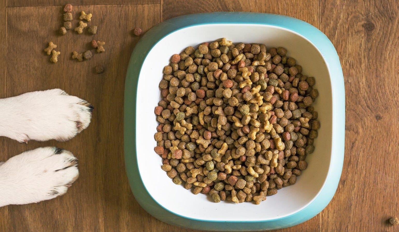 alimentação de animal de estimação alimentação de animal de estimação