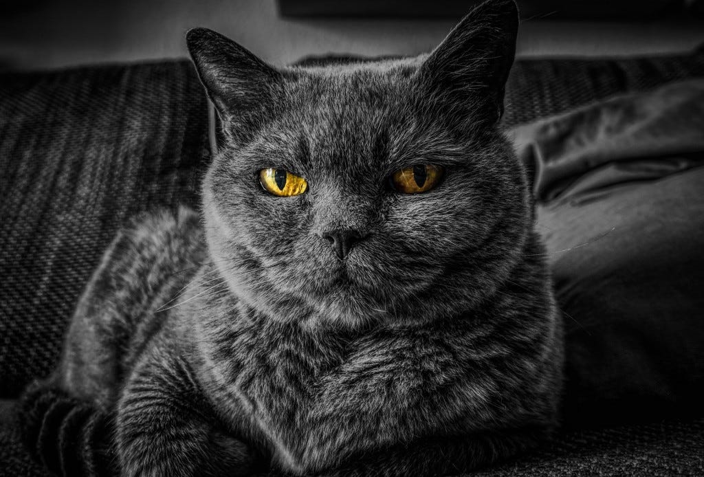 gato preto no escuro gato preto no escuro