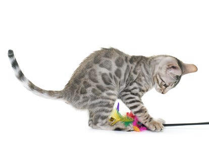 gato a brincar gato a brincar