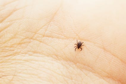 aranha muito pequena aranha muito pequena