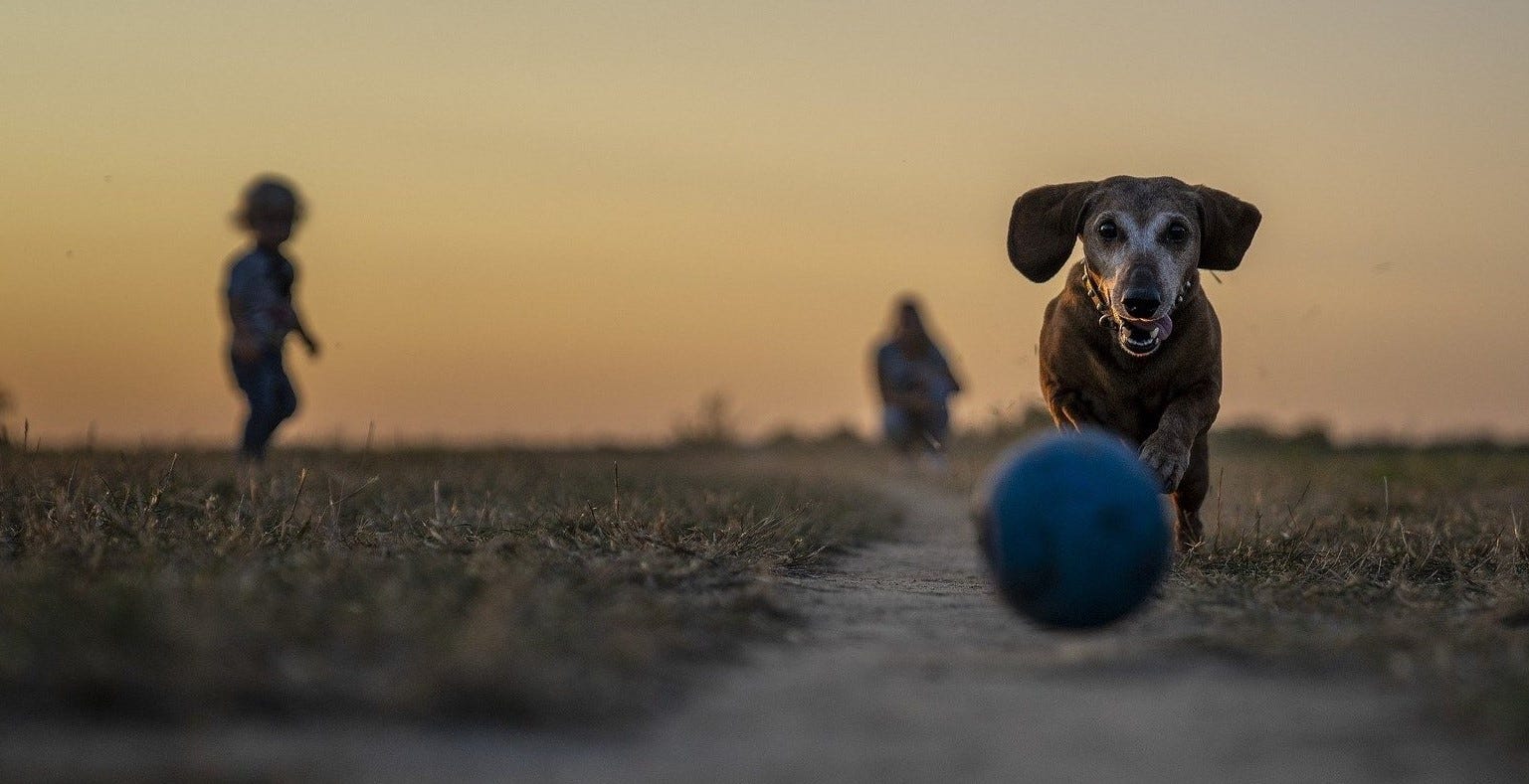 cão feliz a correr atrás de uma bola cão feliz a correr atrás de uma bola