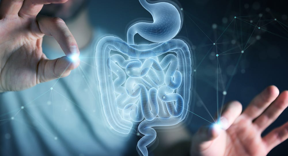 holograma de intestino holograma de intestino