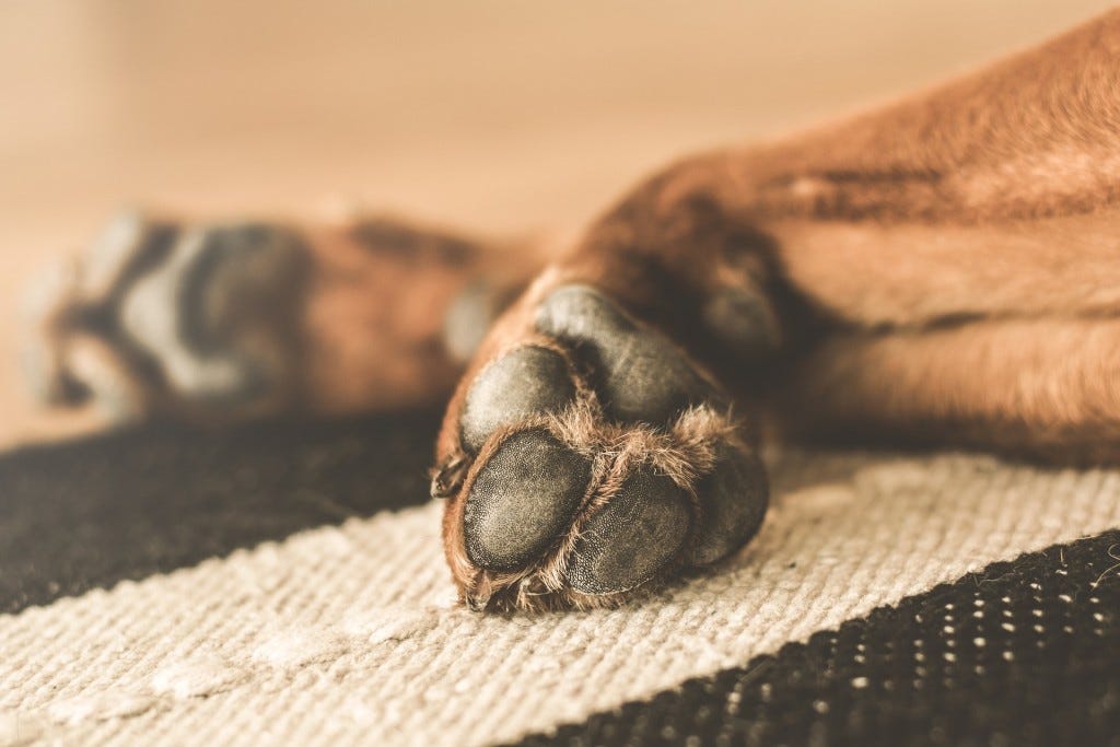 pata de um cão pata de um cão